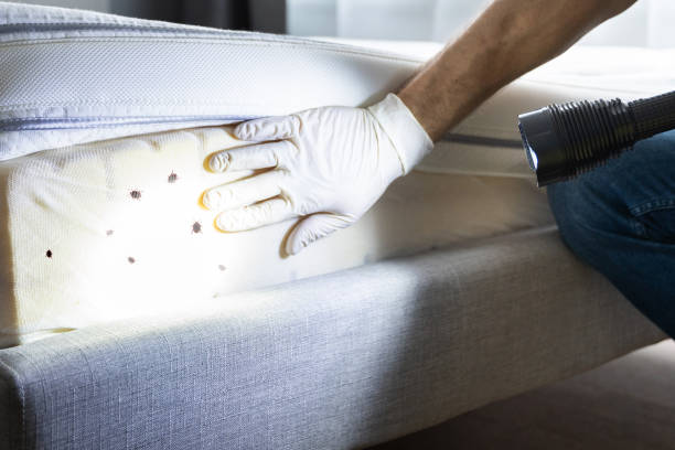 Reliable Tonopah, NV Pest Control Solutions